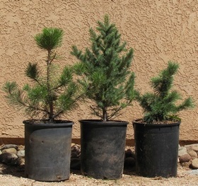 3 potted trees ready for planting